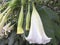 Angel’s Trumpet – Brugmansia White Flower