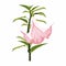 Angel`s trumpets. Brugmansia flowers. Brugmansia suaveolens medicinal flower pink Angel`s Trumpet