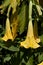 Angel`s trumpets or Brugmansia, a genus of seven species of flowering plants in the family Solanaceae
