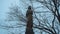 Angel statue in front of bald trees - mysterious picture - travel photography