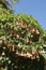 Angel trumpet tree with pink flowers