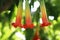 Angel trumpet in zoo in Stuttgart in germany