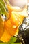 Angel trumpets - Brugmansia suaveolens