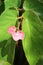 Angel wings flower with three pink hearts at a tropical garden