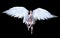 Angel Wings, White Wing Plumage Isolated with Clipping Path.