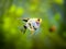 Angelfish isolated in tank fish Pterophyllum scalare