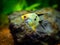 Angelfish isolated in tank fish Pterophyllum scalare with blurred background