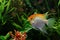 Angelfish male, artificial aqua trade breed of wild Pterophyllum scalare cichlid in rare Koi coloration, popular ornamental fish