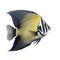 Angelfish or pterophyllum