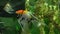 Angelfish (pterophyllum scalare)
