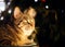Angelic Tabby Cat in Front of Christmas Lights