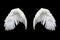 Angelic White Feathered Wings Isolated on Black