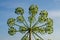 Angelica archangelica garden angelica