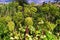 Angelica archangelica, garden angelica or wild celery plant growing in the meadow.