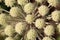 Angelica archangelica growing in a wild meadow.