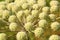 Angelica archangelica growing in a wild meadow.