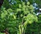 Angelica archangelica grows in nature
