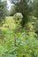 Angelica flowers for flora emblem in Green Venice humid marsh