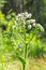 Angelica forest, or woodland Angelica (Angelica sylvestris Latin
