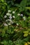 Angelica plan. Close-up . Shallow depth of field