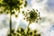 Angelica plan, daucus carota, umbelliferae bloom, family plant