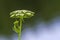 Angelica`s inflorescence against the river