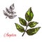 Angelica spice herb vector sketch plant icon