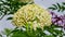 Angelica Sylvestris, Lyall\'s Angelica, Sharptooth Angelica, Shin