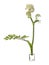 Angelica sylvestris wild angelica in a glass vessel with water on a white background