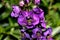 Angelonia angustifolia \'Carita Purple\'