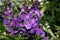 Angelonia angustifolia \'Carita Purple\'
