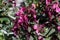 Angelonia angustifolia \'Carita Raspberry\'