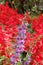 ANGELONIA angustifolia and red salvia