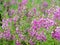 Angelonia goyazensis flowers