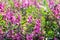 Angelonia Serena flower in garden at sunny summer or spring day. Purple flower