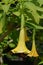 Angels trumpet