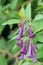 Angels Trumpet, Iochroma grandiflora, pending flowers and buds