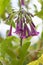 Angels Trumpet, Iochroma grandiflora, purple tubular trumpet flowers