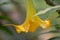 Angels Trumpet Yellow