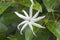 Angelwing jasmine flower