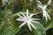 Angelwing jasmine flowers