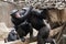 Anger and full-fledged wrangling -chimpanzees at the zoo of b Leipzig