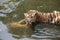 Angery Tiger in the water