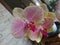 Anggrek bulan one of kind of Orchid flowers