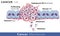 Angiogenesis of blood vessels in tumor