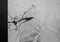 Angiogram of right common iliac artery after aortic stent graft