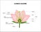 Angiosperm flower morphology