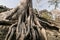 Angkor Tree Roots