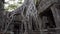 Angkor Wat Ficus Strangulosa Ancient Khmer Ruins 4K