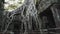 Angkor Wat Ficus Strangulosa Ancient Khmer Ruins 4K
